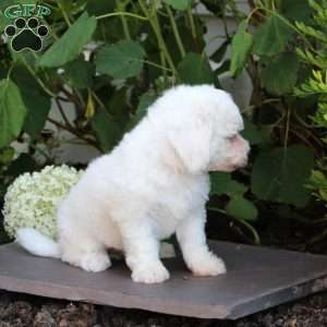 Misty, Bichon Frise Puppy